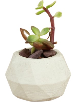 Stein Kohle Dekoratif Saksı Minik Kaktüs Saksısı Dönen Poly Model