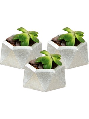 Stein Kohle Dekoratif Saksı Minik Kaktüs Saksısı Mini Poly 2 Model