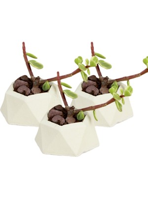 Stein Kohle Dekoratif Saksı Minik Kaktüs Saksısı Mini Poly 2 Model