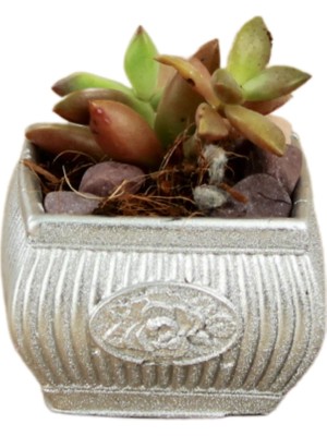 Stein Kohle Dekoratif Saksı Minik Kaktüs Saksısı Mini Çizgili Çiçekli Model