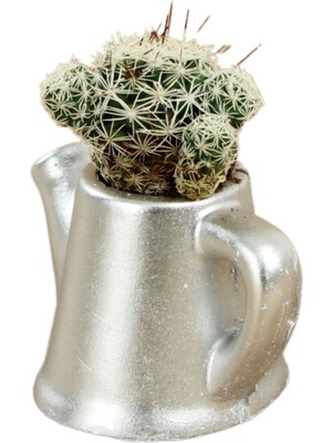 Stein Kohle Dekoratif Saksı Minik Kaktüs Saksısı Mini Çaydanlık Model