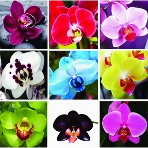 100'lü 10 Farklı Renk Karışık Orchid Seed Çiçeği Tohumu + 10'lu Kırmızı Biber Tohumu