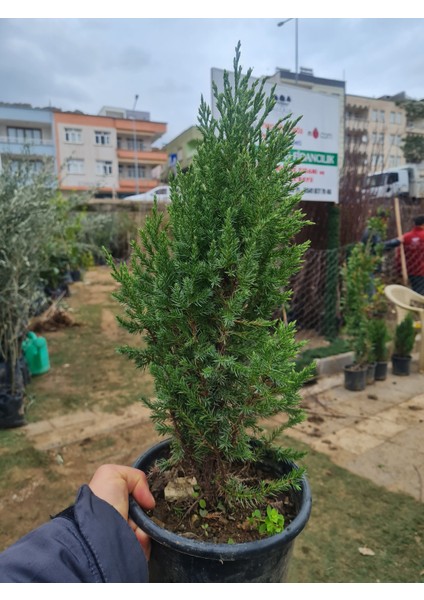 Saksılı Roket Ardıç Çam Fidanı 2 Yaş ( Juniperus Virginiana )