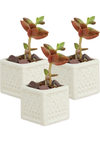 Dekoratif Saksı Minik Kaktüs Saksısı Mini Kare