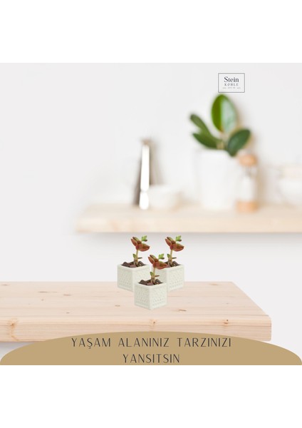 Dekoratif Saksı Minik Kaktüs Saksısı Mini Kare