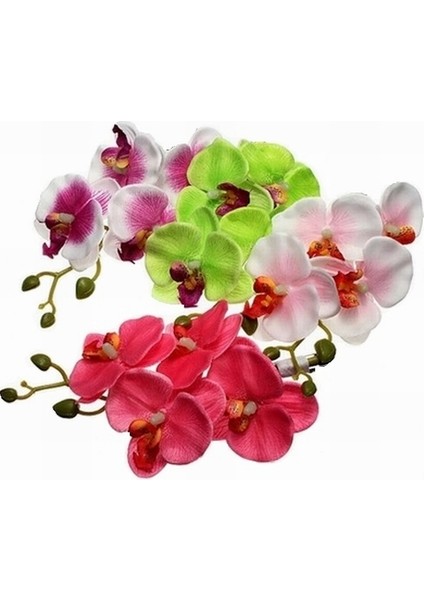 25'li 10 Farklı Renk Karışık Phalaenopsis Orchid Çiçeği Tohumu + 10'lu Kırmızı Gül Çiçek Tohumu