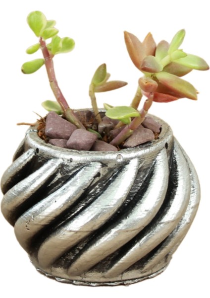 Dekoratif Saksı Minik Kaktüs Saksısı Kalın Çizgili Spiral Model