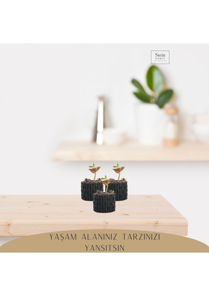 Dekoratif Saksı Minik Kaktüs Saksısı Baklava Model
