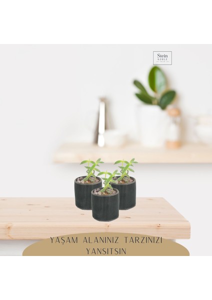 Dekoratif Saksı Minik Kaktüs Saksısı Düz Ince Çizgili Model modelleri