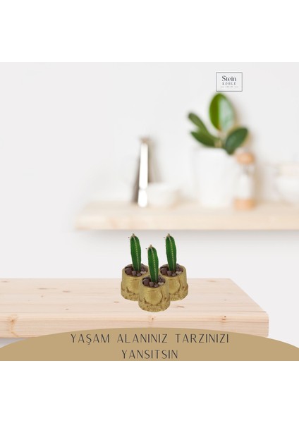 Dekoratif Saksı Minik Kaktüs Saksısı Deniz Ürünlü Model