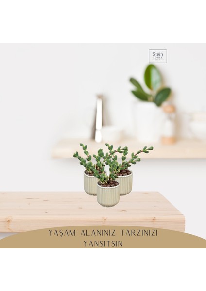 Dekoratif Saksı Minik Kaktüs Saksısı Vintage Düz Çizgili Model modelleri