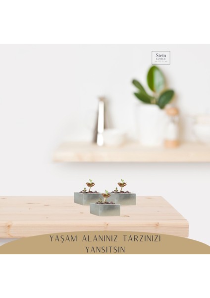 Dekoratif Saksı Minik Kaktüs Saksısı Dörtgen Model