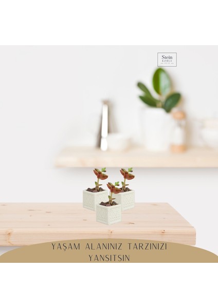 Dekoratif Saksı Minik Kaktüs Saksısı Mini Kare Model