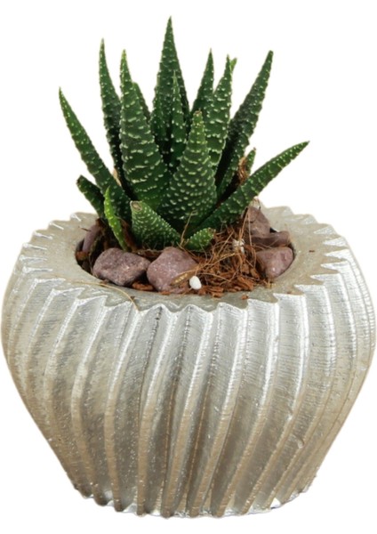 Dekoratif Saksı Minik Kaktüs Saksısı Derin Çizgili Spiral Model