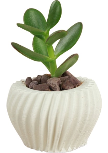 Dekoratif Saksı Minik Kaktüs Saksısı Derin Çizgili Spiral Model