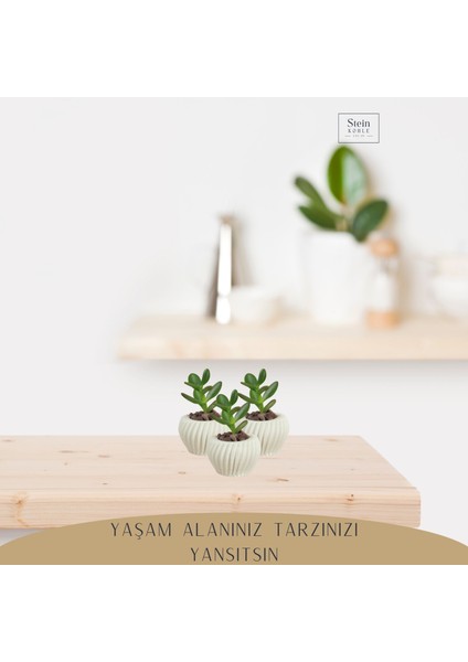 Dekoratif Saksı Minik Kaktüs Saksısı Derin Çizgili Spiral Model modelleri