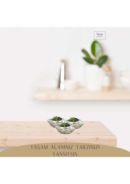 Dekoratif Saksı Minik Kaktüs Saksısı Deniz Kabuğu Model