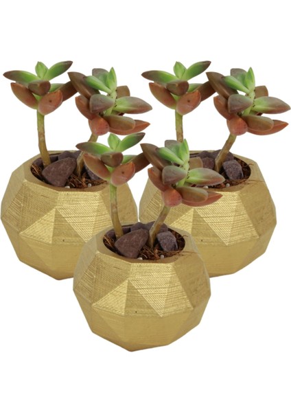 Dekoratif Saksı Minik Kaktüs Saksısı Dönen Poly Model
