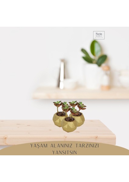 Dekoratif Saksı Minik Kaktüs Saksısı Dönen Poly Model