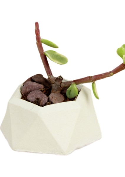 Dekoratif Saksı Minik Kaktüs Saksısı Mini Poly 2 Model