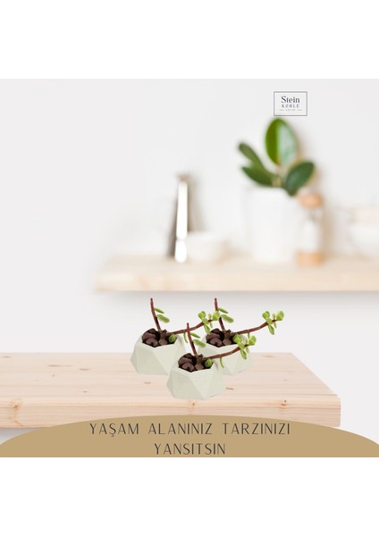 Dekoratif Saksı Minik Kaktüs Saksısı Mini Poly 2 Model