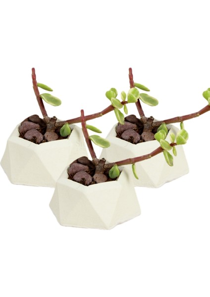 Dekoratif Saksı Minik Kaktüs Saksısı Mini Poly 2 Model