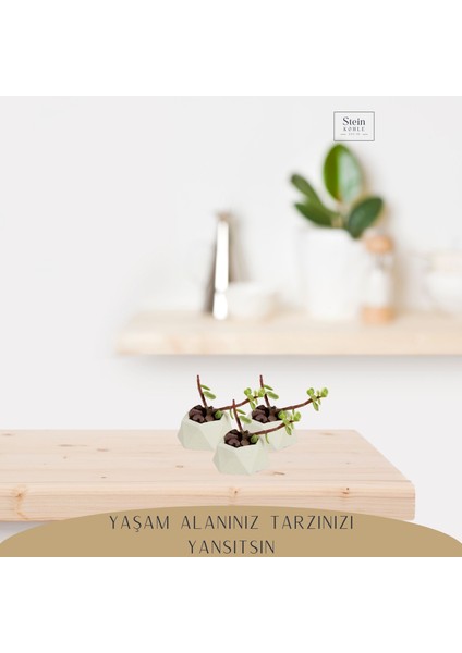 Dekoratif Saksı Minik Kaktüs Saksısı Mini Poly 2 Model