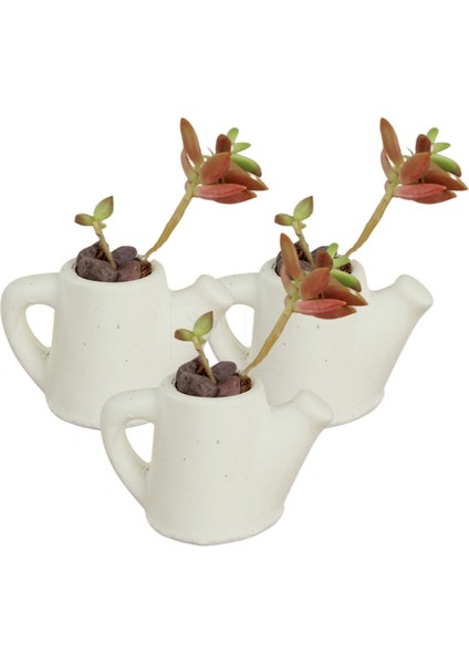 Dekoratif Saksı Minik Kaktüs Saksısı Mini Çaydanlık Model