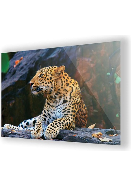 Leopar Resmi Cam Tablo fiyatları
