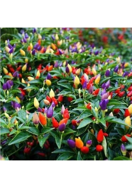 10'lu 10 Farklı Karışık Renk Phalaenopsis Orchid Çiçeği Tohumu + 10'lu Kırmızı Biber Toh fırsatları