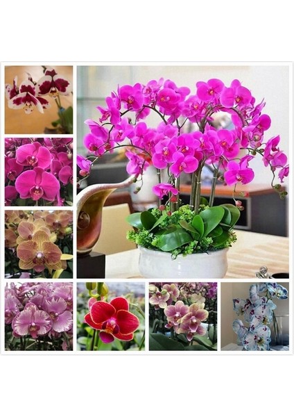 50'li 10 Farklı Renk Karışık Orkide Çiçeği Tohumu + 10'lu Kırmızı Papatya Çiçek Tohumu