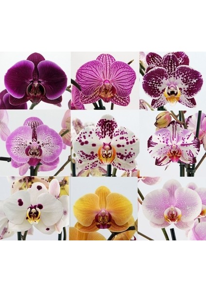 100'lü 10 Farklı Renk Karışık Phalaenopsis Orchid Çiçeği Tohumu + 10'lu Kırmızı Biber Toh