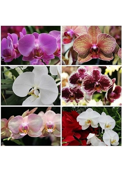 100'lü 10 Farklı Renk Karışık Orchid Seed Çiçeği Tohumu + 10'lu Hollanda Gülü Tohumu
