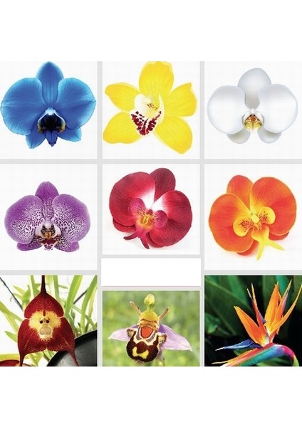 10'lu 10 Farklı Karışık Renk Orchid Seed Çiçeği Tohumu + 10'lu Kırmızı Zambak Tohumu