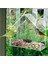 2 Adet Outdoor Oda Tipi Kuş Besleyici - Vantuzlu (Yurt Dışından) 2