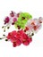 25'li 10 Farklı Renk Karışık Phalaenopsis Orchid Çiçeği Tohumu + 10'lu Kırmızı Gül Çiçek Tohumu 1