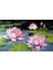 Lotus Çiçeği Pixart Sanat Elmas Mozaik Tablo Diamond Türkiye 84*51 1