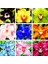 50'li 10 Farklı Renk Karışık Phalaenopsis Orchid Çiçeği Tohumu + 10'lu Hollanda Gülü Toh 1