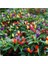 10'lu 10 Farklı Karışık Renk Phalaenopsis Orchid Çiçeği Tohumu + 10'lu Kırmızı Biber Toh 4