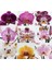 100'lü 10 Farklı Renk Karışık Phalaenopsis Orchid Çiçeği Tohumu + 10'lu Kırmızı Biber Toh 1