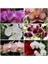 100'lü 10 Farklı Renk Karışık Orchid Seed Çiçeği Tohumu + 10'lu Hollanda Gülü Tohumu 1