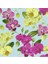 100'lü 10 Farklı Renk Karışık Phalaenopsis Orchid Çiçeği Tohumu + 10'lu Kırmızı Lale Toh 1
