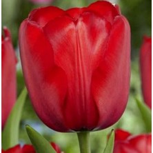 Day 25'li Kırmızı Renk Lale Çiçeği Tohumu + 10'lu Hollanda Gülü Çiçek Tohumu