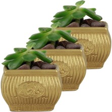 Evene Mini Çiçek Saksı Küçük Sukulent Kaktüs Saksısı 3'lü Set Mini Çizgili Çiçekli