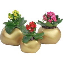 Evene Saksı Çiçek Kaktüs Saksısı Lüx 14 cm Elips Desenli 3'lü Set Çiçeklik