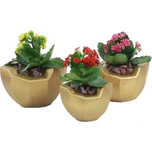 Evene Saksı Çiçek Kaktüs Saksısı Lüx 15 cm Önü Açık Desenli 3'lü Set Çiçeklik