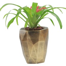 Evene Saksı Çiçek Kaktüs Saksısı Lüx 15 cm Poly Desen Saksı Çiçeklik