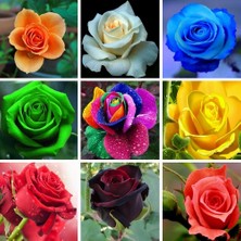 Day 100'lü 10 Farklı Mix Tulip Seed Lale Tohumu + 10'lu Kırmızı Gül Çiçek Tohumu