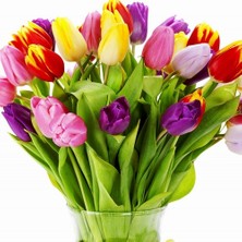 Day 10'lu 10 Farklı Renk Mix Tulip Seed Lale Tohumu + 10'lu Kırmızı Orkide Çiçek Tohumu