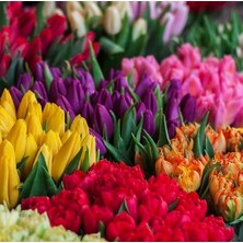 Day 25'li 10 Farklı Renk Mix Tulip Seed Lale Tohumu + 10'lu Hollanda Gülü Çiçek Tohumu